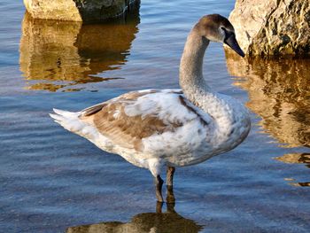 Close-up of duck standing in lake