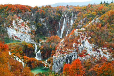 Scenic view of forest during autumn