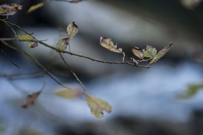 Close-up of dried leaves on twig
