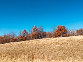 Plants growing on field against clear blue sky