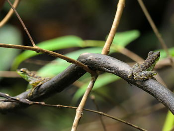 Close-up of lizard