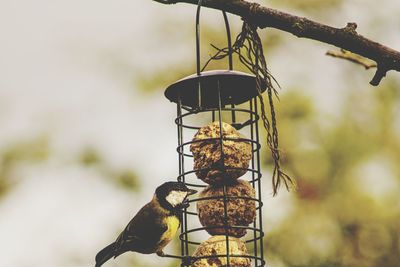 Close-up of bird perching on metal feeder
