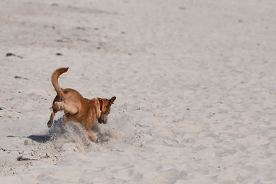 Dog looking away