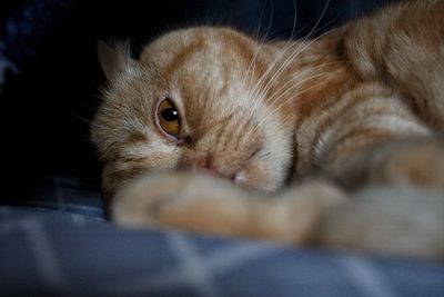 Close-up of a cat