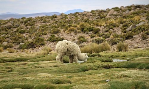 Sheep in a field