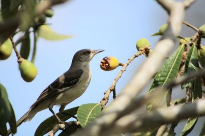 Low angle view of bird perching on branch