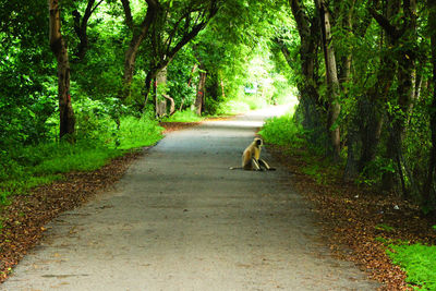 Dirt road in a forest