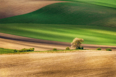 Scenic view of grassy hill