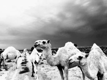 Flock of sheep against sky