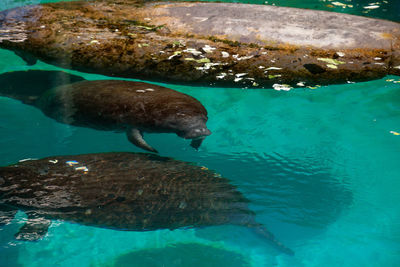 View of turtle swimming in sea