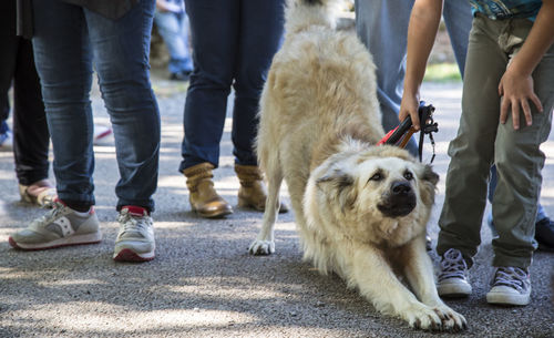 Low section of man with dog walking on zebra crossing