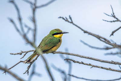 Bird perching on branch