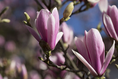 Close-up of pink flowering plant