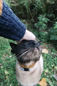 Midsection of person on cat