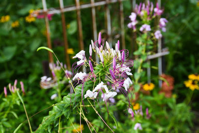 Close-up of purple flowers blooming outdoors