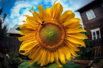 Close-up of sunflower