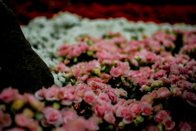 Close-up of pink flowering plants