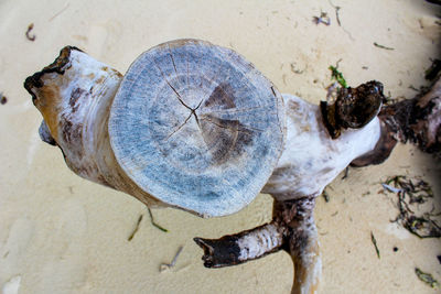 High angle view of tree trunk on beach