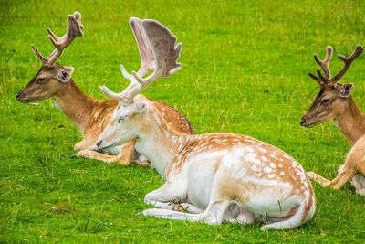 Deer on grass