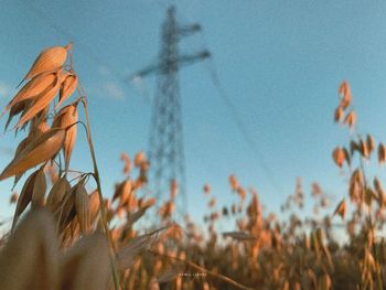 Close-up of plant on field against sky