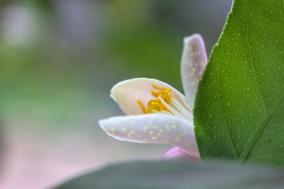 Close-up of raindrops on white flower