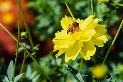 Close-up of bee pollinating on yellow flower