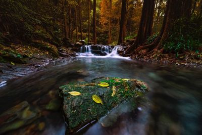 Scenic view of waterfall in forest