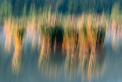 Full frame shot of plants on field