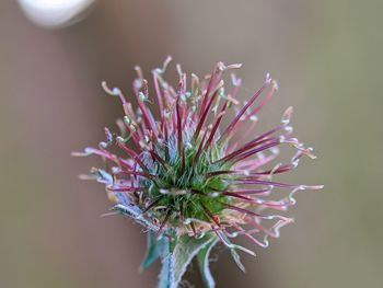 Close-up of pink flower