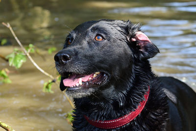 Close up portrait of a wet black labrador standing in a lake 