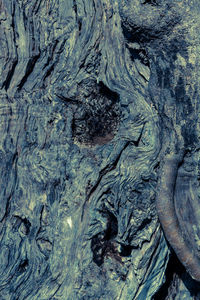 Full frame shot of tree bark