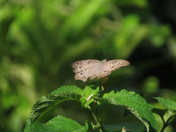 Close-up of butterfly on leaf