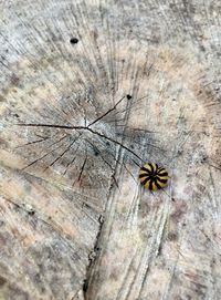 Close-up of insect on wood