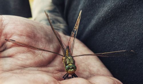 Close-up of hand holding insect