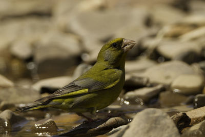 Close-up of bird perching outdoors