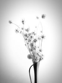 Close-up of flowering plant in vase against white background