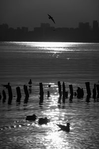 Silhouette birds flying over sea against sky