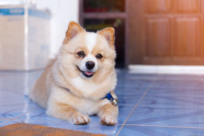 Portrait of dog sitting on tiled floor