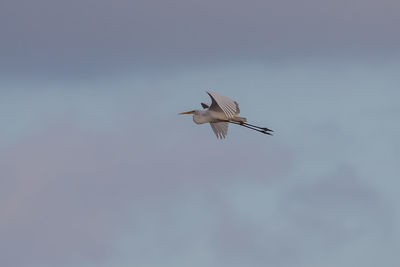 Low angle view of seagull flying in sky