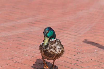 Close-up of mallard duck on water