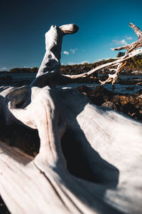 Close-up of driftwood on rock against sky