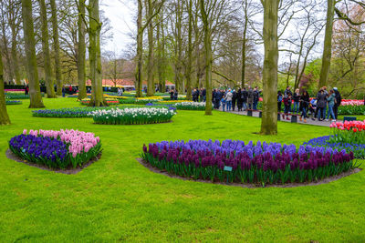 View of flowering plants in park