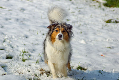 Portrait of dog on snow covered land