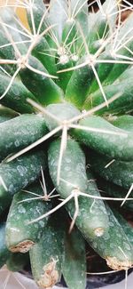 High angle view of succulent plants