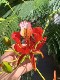 Close-up of hand on red flowering plant