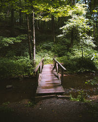 Footbridge in forest