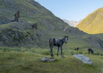 Horses in a valley