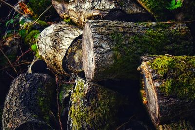 Close-up of chopped trees covered in moss