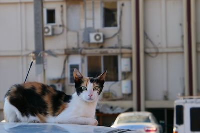Portrait of cat sitting on car roof