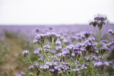 Close-up of purple flowering plants on field